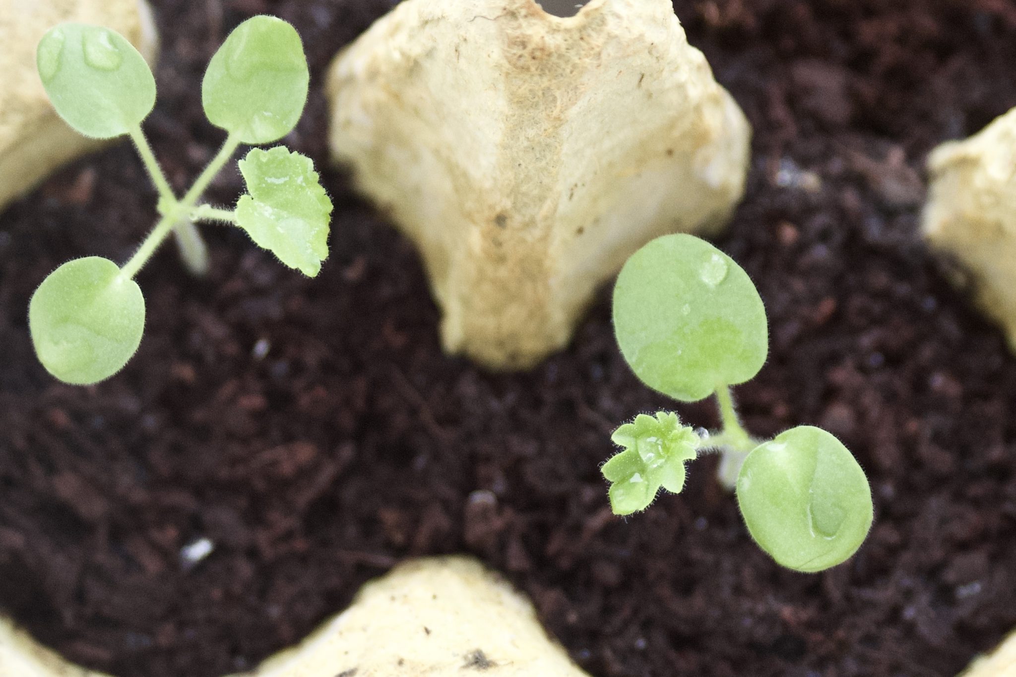 Geranien Aussaat Landkindleben Gartenblog Vom Landleben